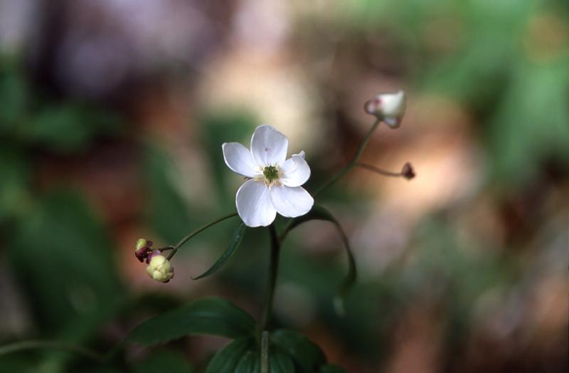 Ranunculus aconitifolius, 4 mai 2003, Bious Artigues (64)