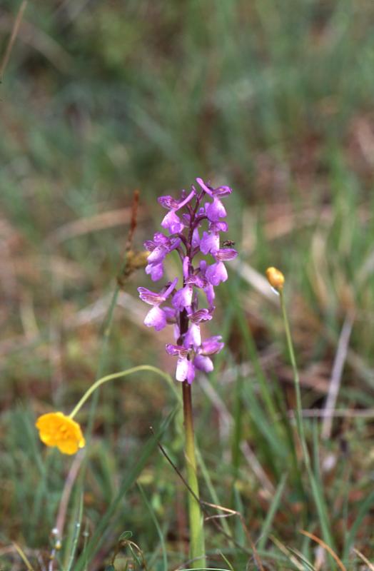 Orchis morio, 9 mai 2003, Erro (Navarre)