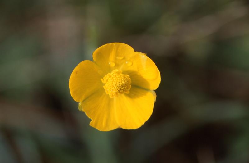 Ranunculus gramineus, 9 mai 2003, Erro (Navarre)