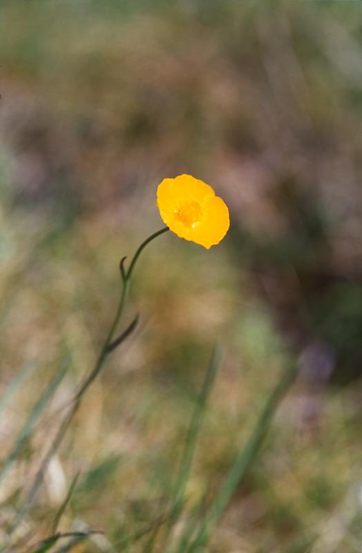 Ranunculus gramineus, 9 mai 2003, Erro (Navarre)