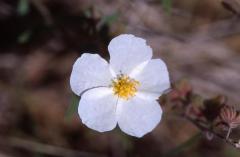 Helianthemum apenninum, 9 mai 2003, Artajona (Aragon)