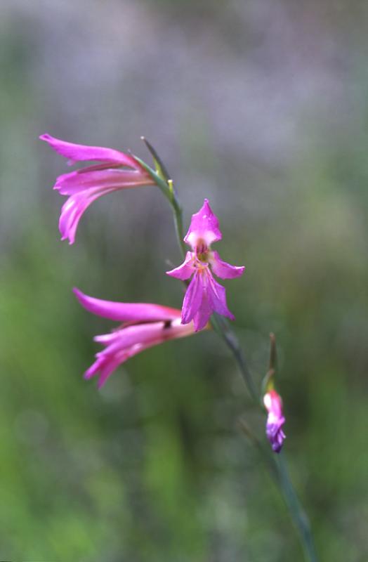 Gladiolus illyricus, 9 mai 2003, Huerte (Navarre)