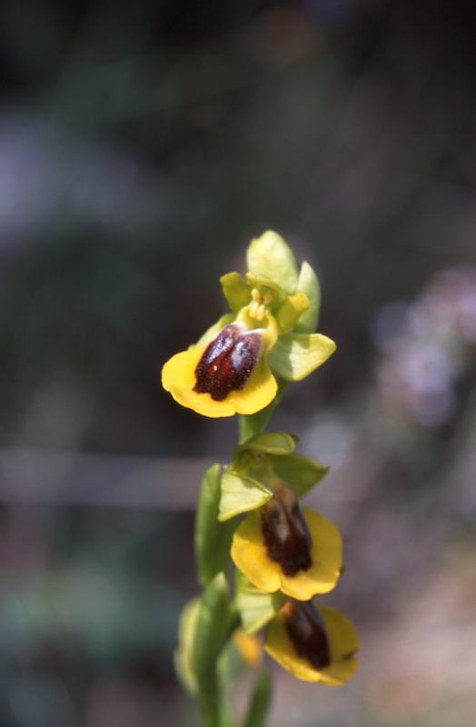 Ophrys lutea, 9 mai 2003, Huarte (Navarre)