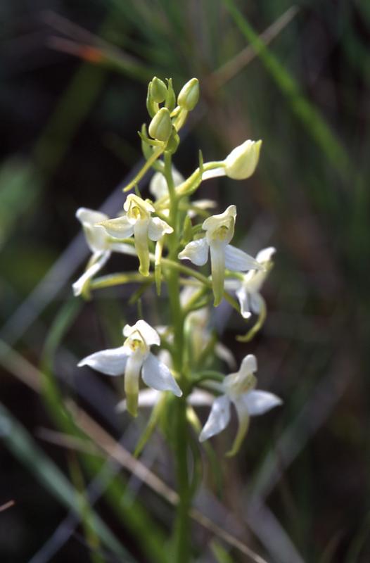 Platanthera bifolia, 9 mai 2003, Huarte (Navarre)