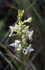 Platanthera bifolia, 9 mai 2003, Huarte (Navarre)