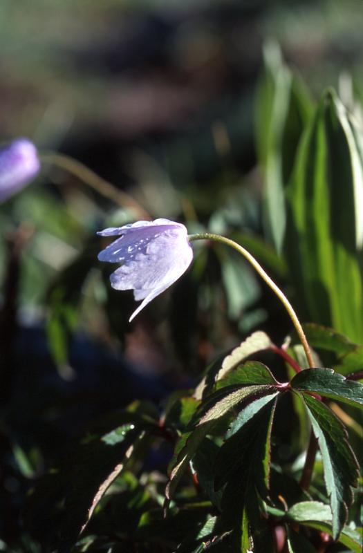 Anemone nemorosa, 10 mai 2003, Bious Artigues (64)