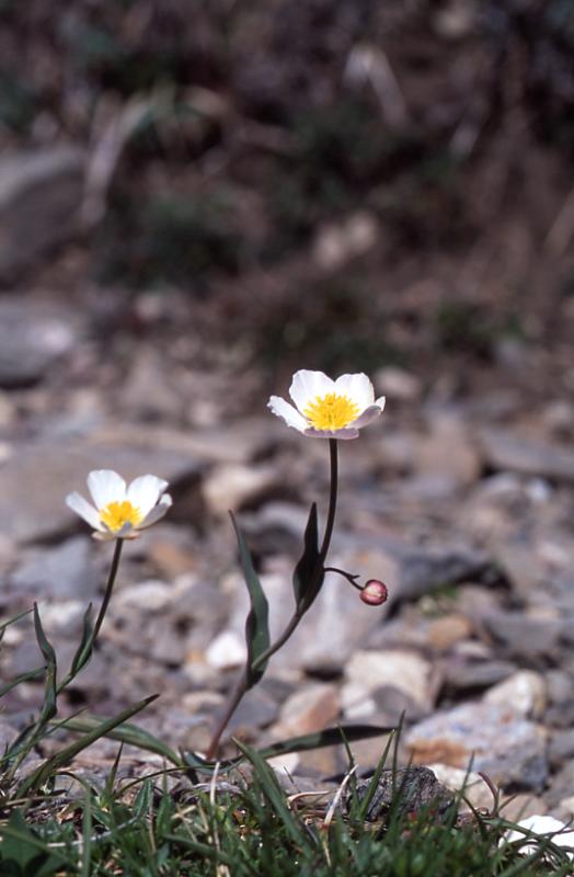 Ranunculus pyrenaeus, 10 mai 2003, Bious Artigues (64)