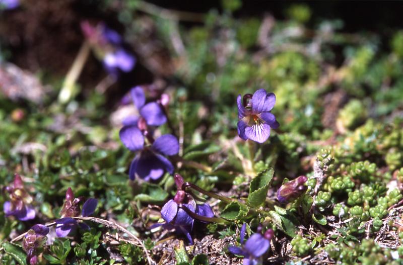 Viola pyrenaca, 10 mai 2003, Lacs d'Ayous