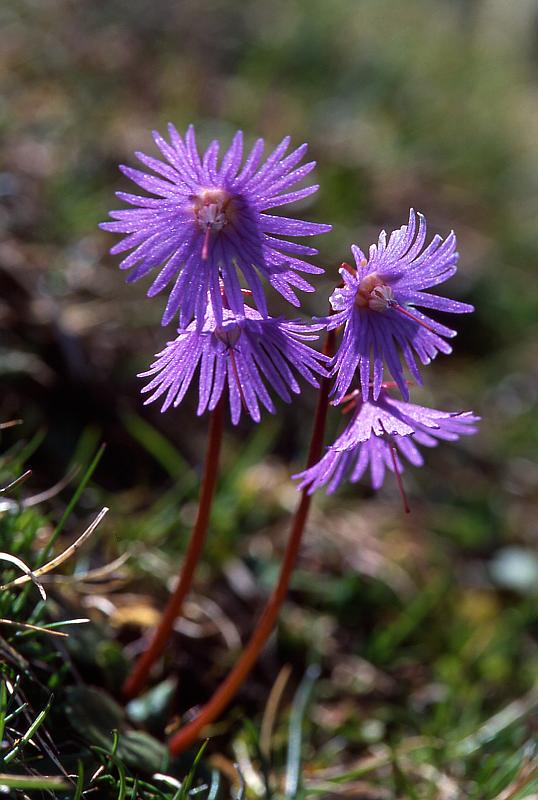 Soldanella alpina, 10 mai 2003, Bious Artigues (64)