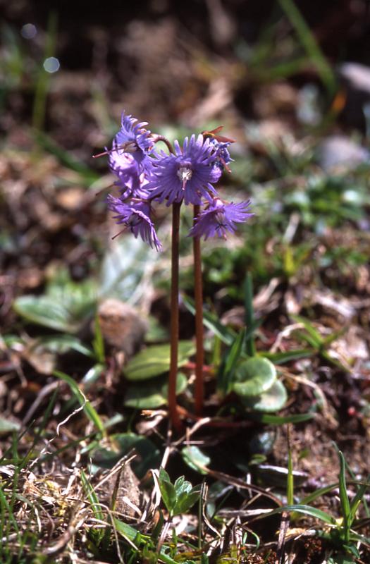 Soldanella alpina, 10 mai 2003, Bious Artigues (64)