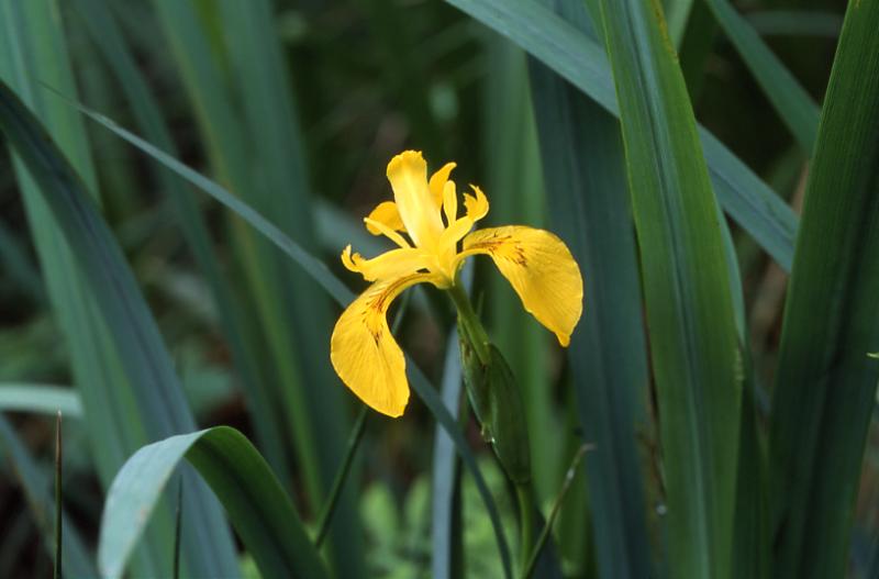 Iris pseudacorus, 11 Mai 2003, Villenave (40)