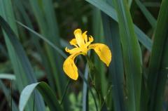 Iris pseudacorus, 11 Mai 2003, Villenave (40)