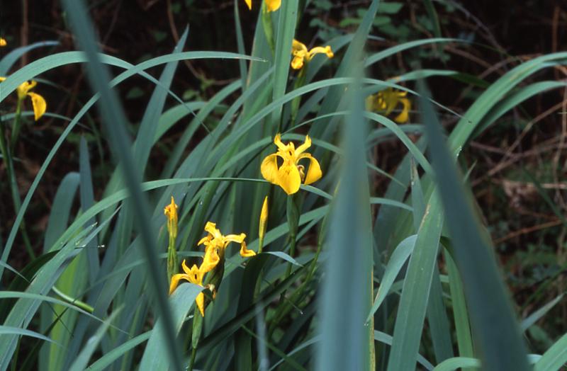 Iris pseudacorus, 11 Mai 2003, Villenave (40)