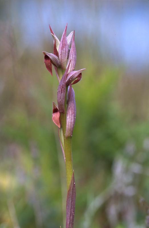 Serapias parviflora, 11 mai 2003, Arjuzanx (40)