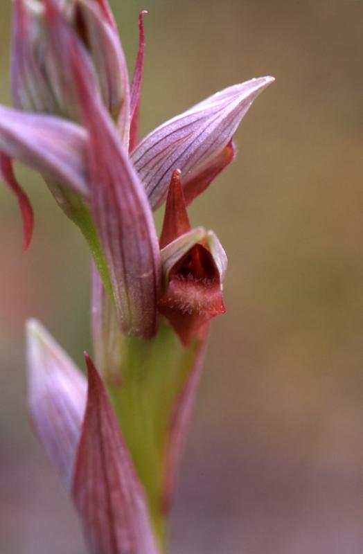 Serapias parviflora, 11 mai 2003, Arjuzanx (40)