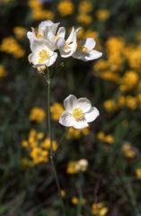 Thalictrum tuberosum, 17 mai 2003, Jaca (Aragon)