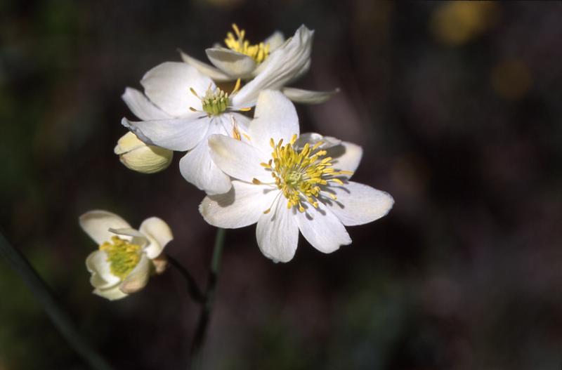 Thalictrum tuberosum, 17 mai 2003, Jaca (Aragon)