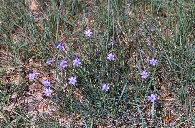 Aphyllanthes monpeliensis, 17 mai 2003, Jaca (Aragon)