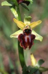 Ophrys sphegodes, 17 mai 2003, Jaca (Aragon)