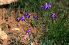 Aquilegia vulgaris, 17 mai 2003, Jaca (Aragon)