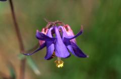 Aquilegia vulgaris, 17 mai 2003, Jaca (Aragon)