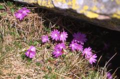 Primula integrifolia, 18 mai 2003, Bious Artigues (64)