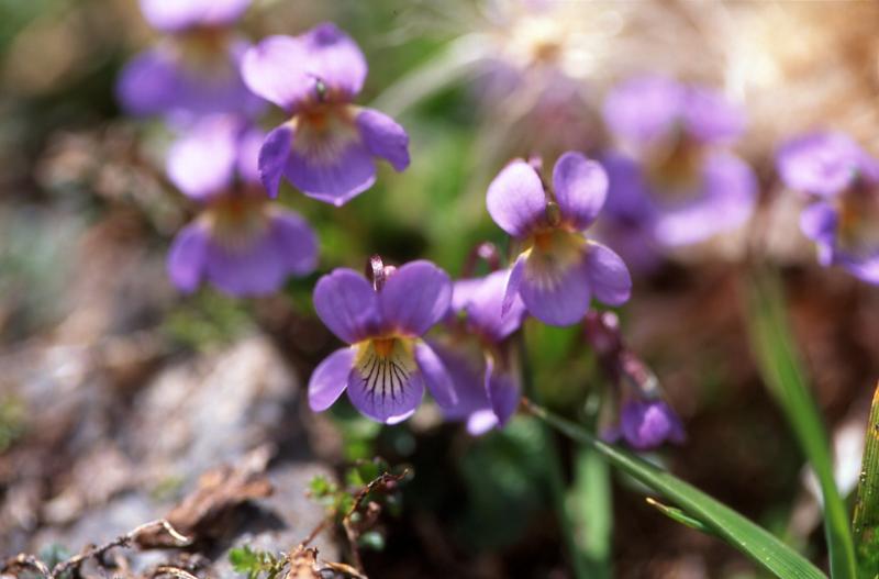 Viola pyrenaca, 18 mai 2003, Lacs d'Ayous