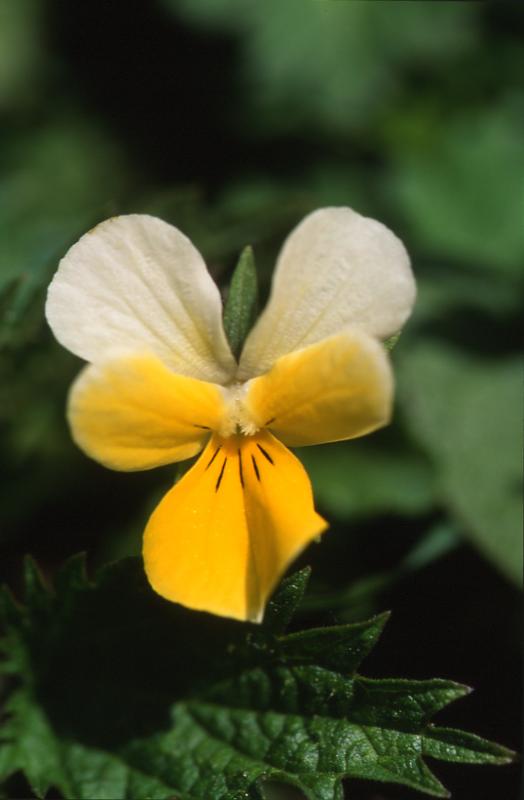 Viola saxatilis, 18 mai 2003, Lacs d'Ayous