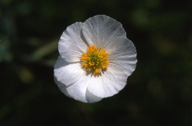 Ranunculus pyrenaeus, 18 mai 2003, Bious Artigues (64)