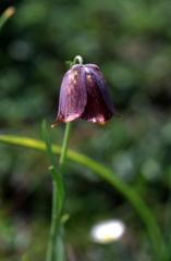 Fritillaria pyrenaca, 18 mai 2003, Lacs d'Ayous (64)