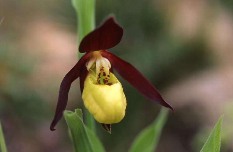 Cypripedium calceolus, 24 mai 2003, Formigal (Aragon)