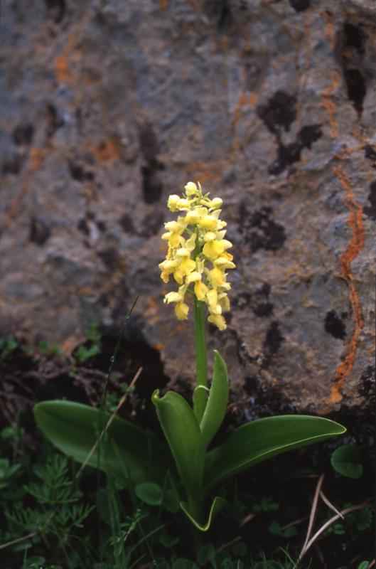 Orchis pallens, 24 mai 2003, Pourtalet (Aragon)