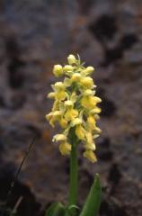 Orchis pallens, 24 mai 2003, Pourtalet (Aragon)