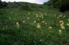 Dactylorhiza sambuccina, 26 mai 2003, Lacs d'Ayous (64)