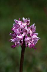 Orchis simia, 28 mai 2003, Le Massegros (48)