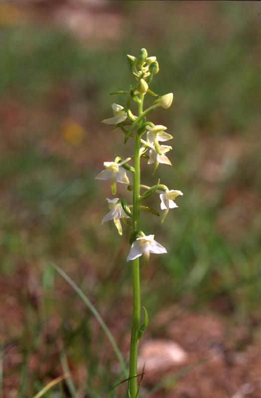 Platanthera chlorantha, 28 mai 2003, Le Massegros (48)