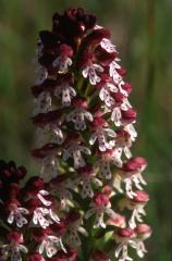 Orchis ustulata, 28 mai 2003, Le Massegros (48)