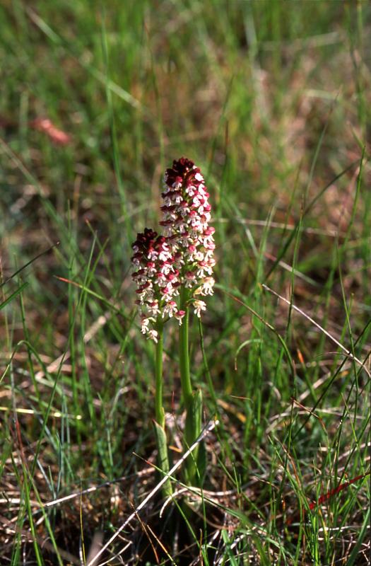 Orchis ustulata, 28 mai 2003, Le Massegros (48)