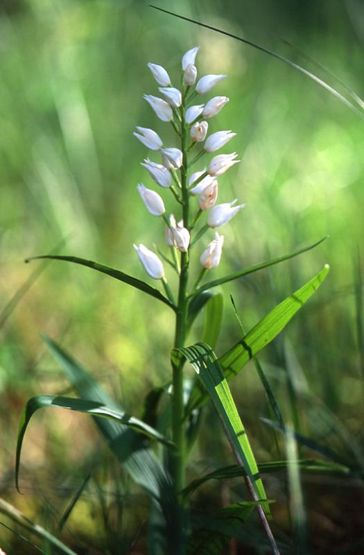 Cephalantera longifolia, 28 mai 2003, Le Massegros (48)