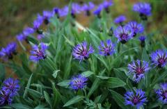 Centaurea montana, 28 mai 2003, Causse Mjean (48)