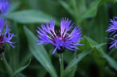 Centaurea montana, 28 mai 2003, Causse Mjean (48)