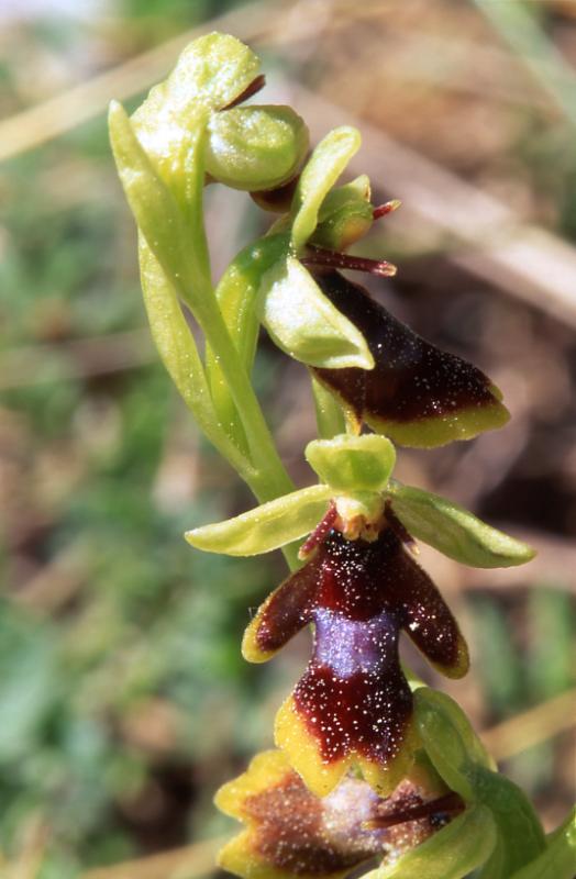 Ophrys aymoninii, 29 mai 2003, Causse Mjean (48)