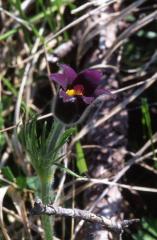 Pulsatilla vulgaris, 29 mai 2003, Causse Mjean (48)