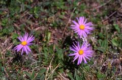 Aster alpinus, 29 mai 2003, Causse Mjean (48)