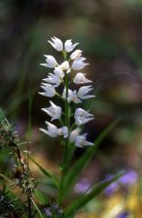 Cephalantera longifolia, 29 mai 2003, Causse Mjean (48)