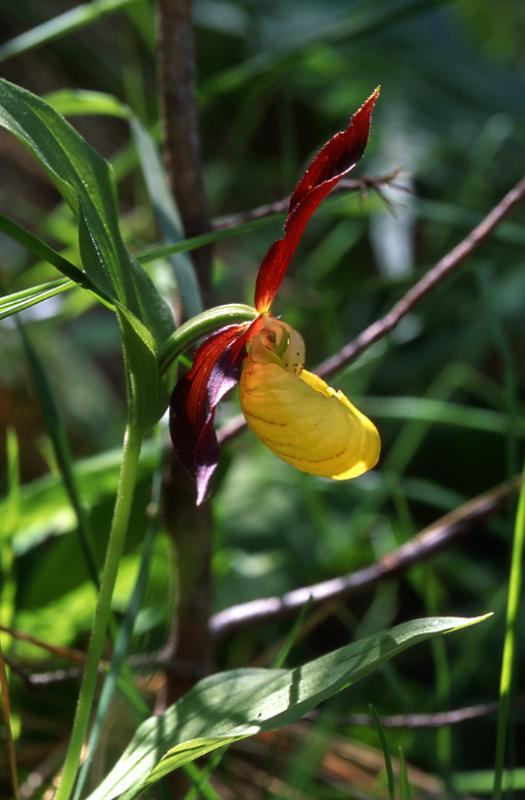 Cypripedium calceolus, 29 mai 2003, Causse Mjean (48)