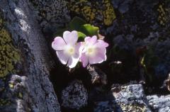 Primula hirsuta, 30 mai 2003, Bious Artigues (64)