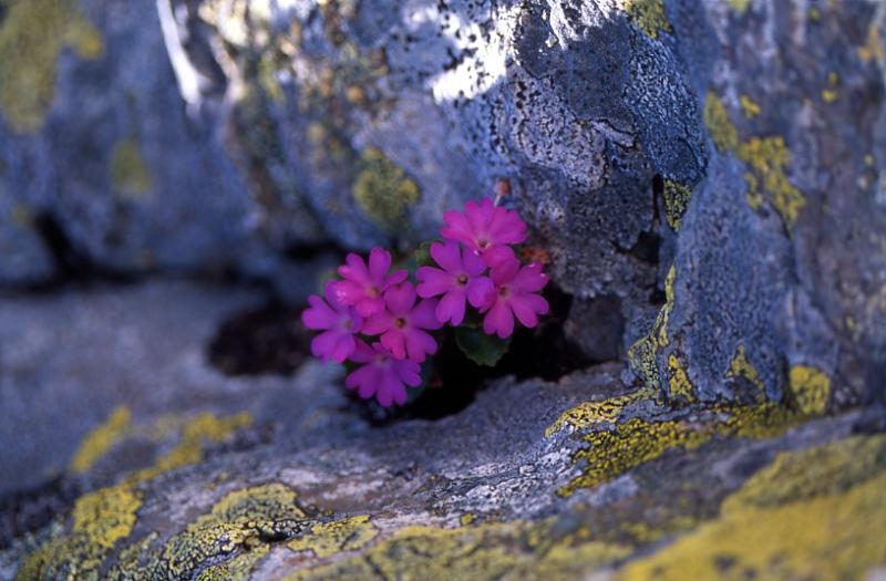 Primula hirsuta, 30 mai 2003, Bious Artigues (64)