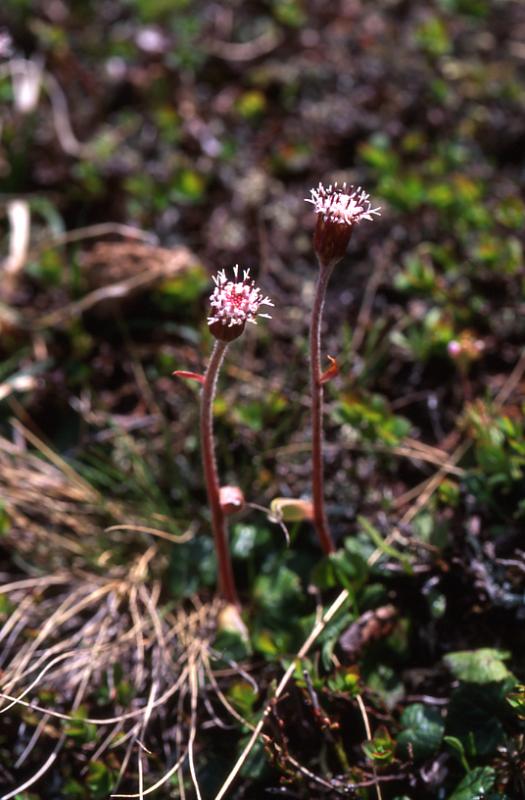 Homogyne alpina, 30 mai 2003, Lac Berseau (64)