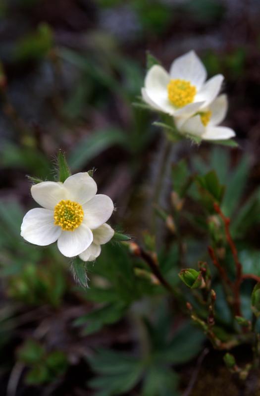 Anemone narcissiflora, 30 mai 2003, Lac Bersau (64)